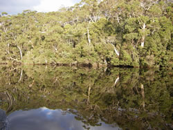 The waters edge, Arthur River