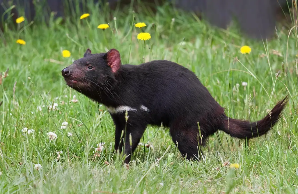A Tasmanian devil at a conservation park
