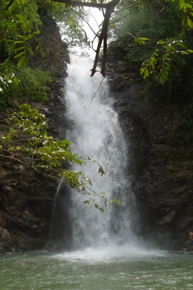 Montezuma Falls plunging through rainforest near Rosebery