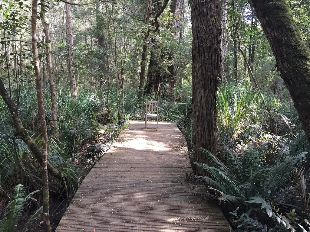 Boardwalk through tall forest in the Tarkine region of north-west Tasmania