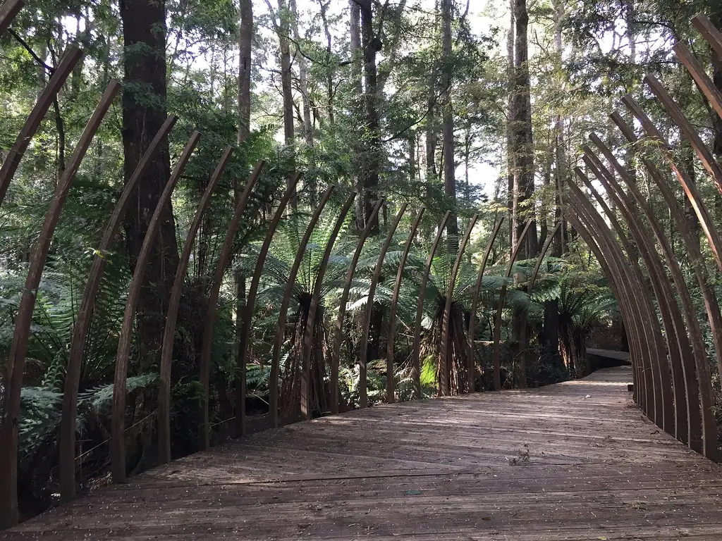 Rainforest canopy and ferns in the Tarkine