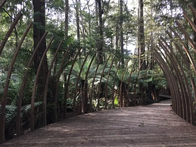 Rainforest canopy and ferns in the Tarkine