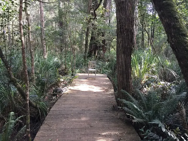 Boardwalk through tall forest in the Tarkine region of north-west Tasmania