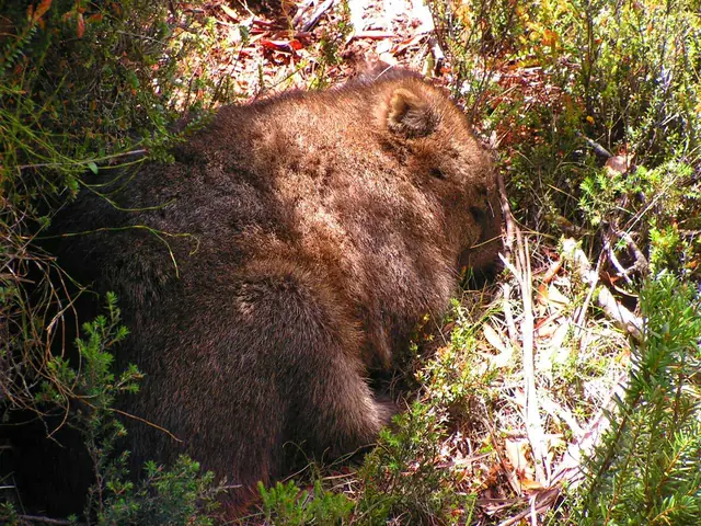 A common wombat grazing at Cradle Mountain